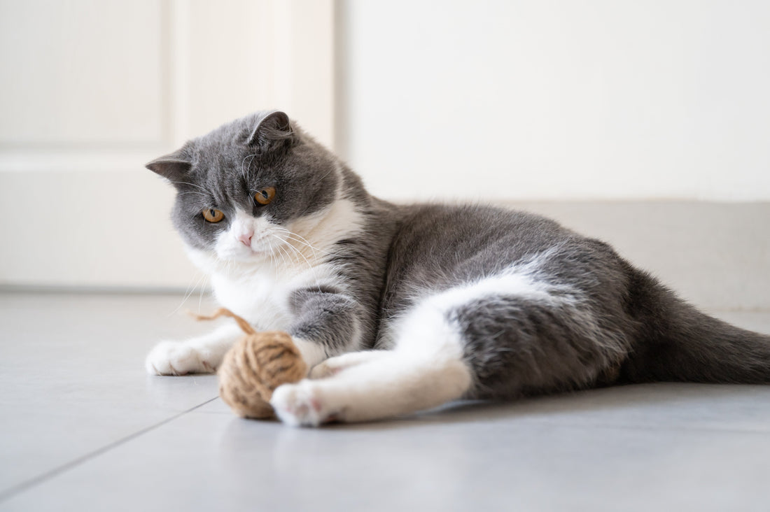 🍃  Fresh Food = A Fresh, Happy Cat