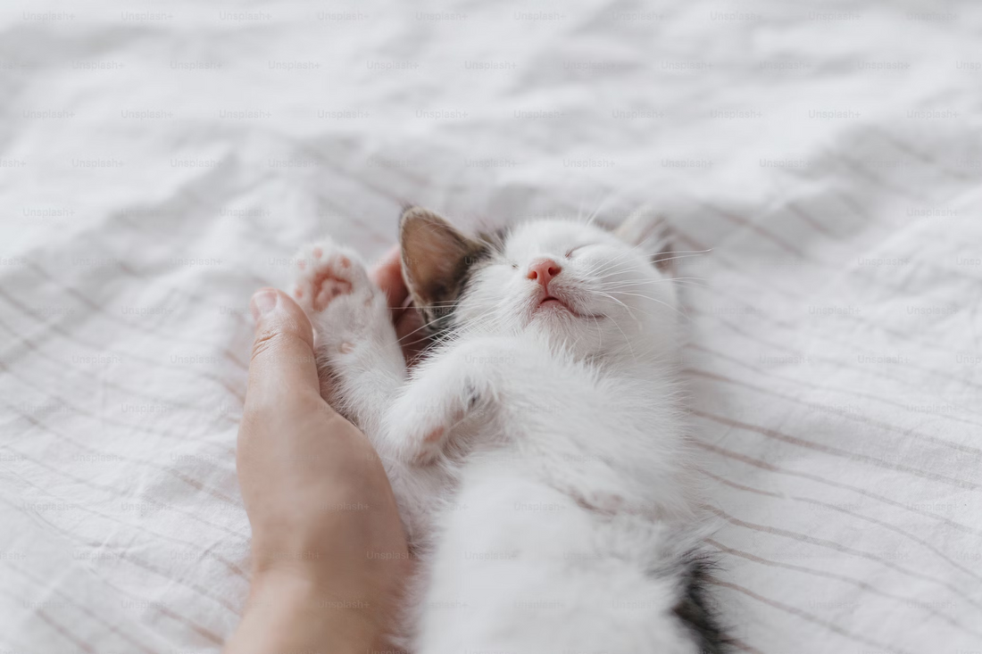 Why Do Cats Bring You “Gifts”?