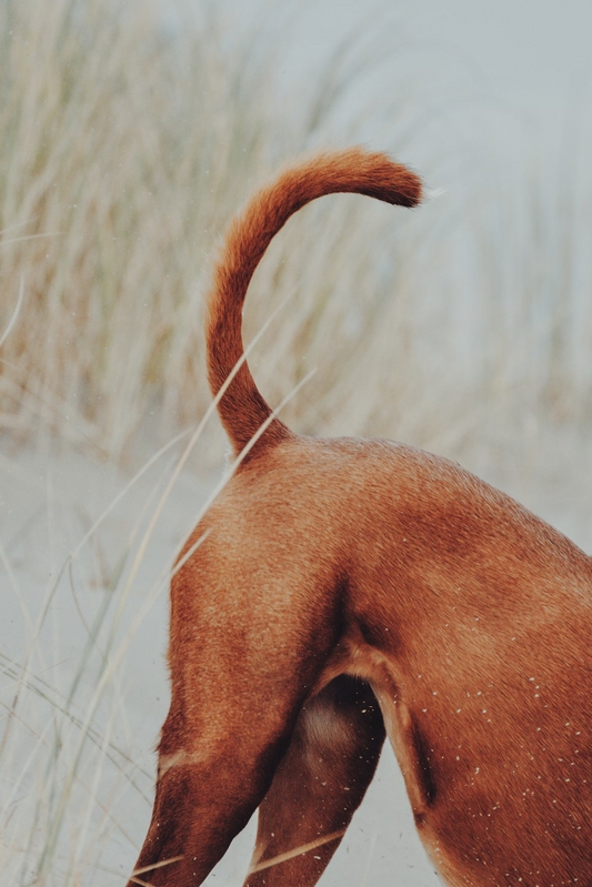 The Secret Language of Dog Tails