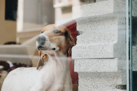 Dog Separation Anxiety: What It Is and How to Help