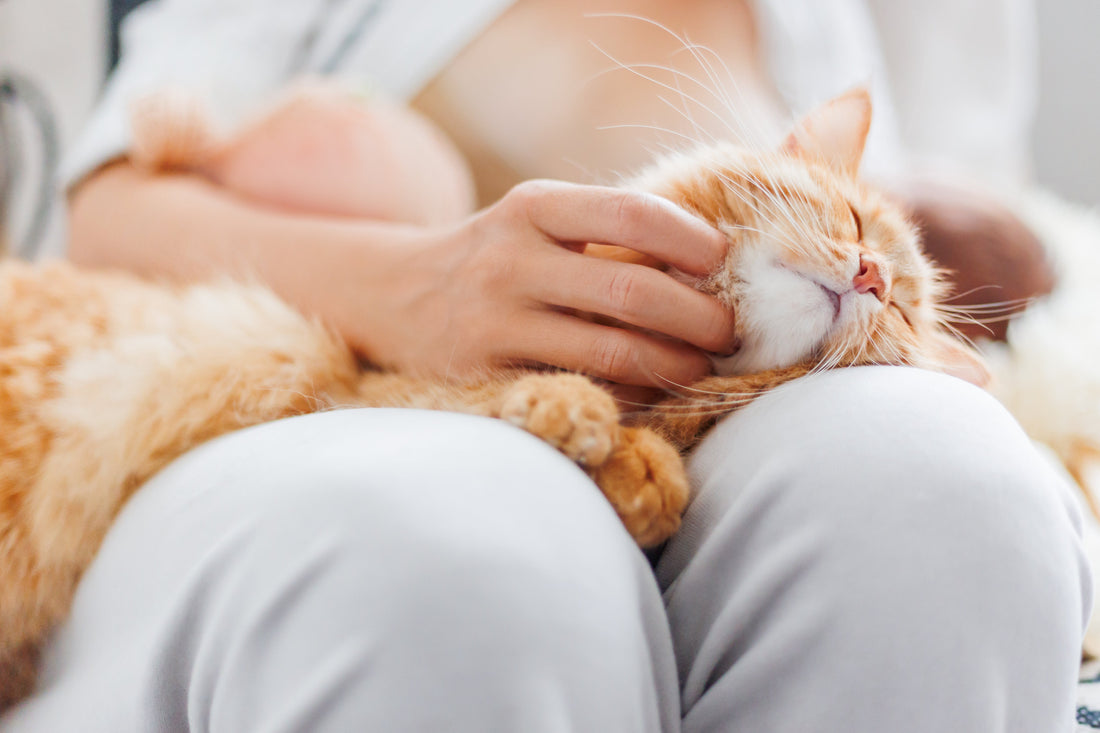 🥣 Portion Control: Because "Chonky" Isn’t Always Cute