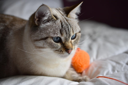 🐾 The Importance of Playtime for Your Cat: Why It Matters and How to Do It Right