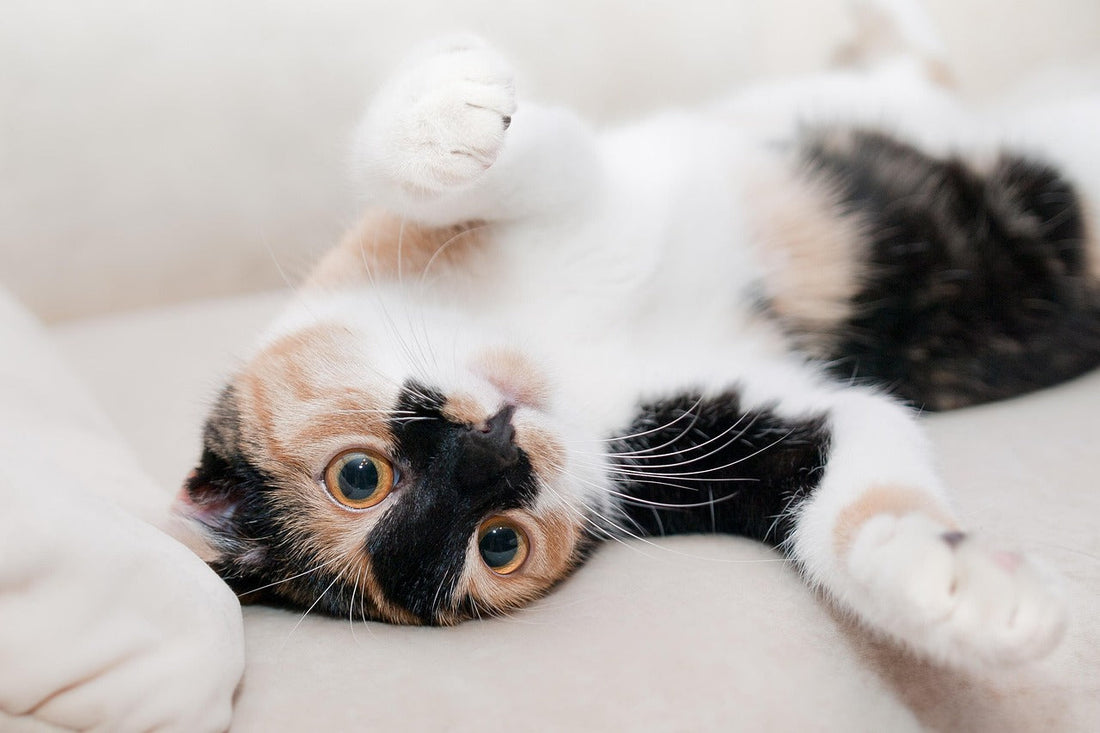 🐾 Is Your Cat Suddenly Not Eating? 5 Common Reasons + Practical Solutions You Need to Know!