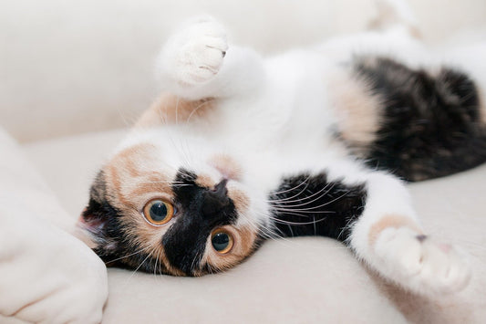 🐾 Is Your Cat Suddenly Not Eating? 5 Common Reasons + Practical Solutions You Need to Know!