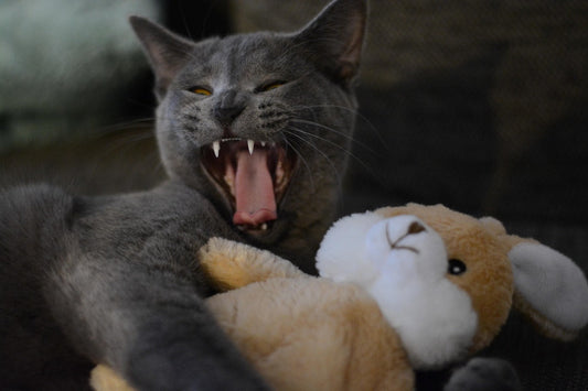 😹 Why Does My Cat Act So Weird? 7 Strange Cat Behaviors Explained
