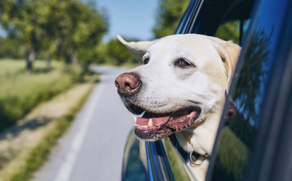 Large Dog Car Seat, Waterproof Fabric , Car Dog Hammock