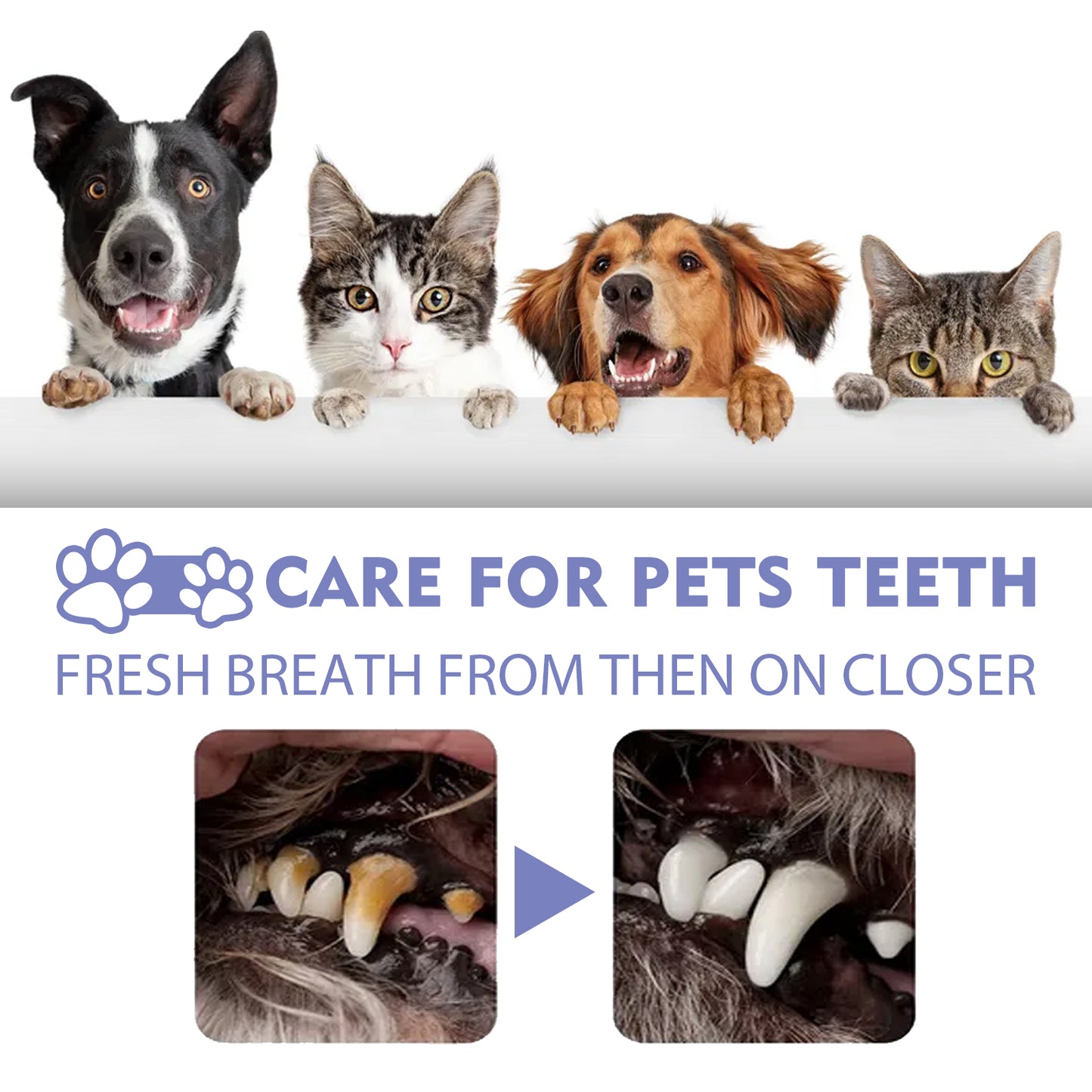 Cat and dog teeth cleaning ,remove tooth stains Fresh ,Pet oral care spray