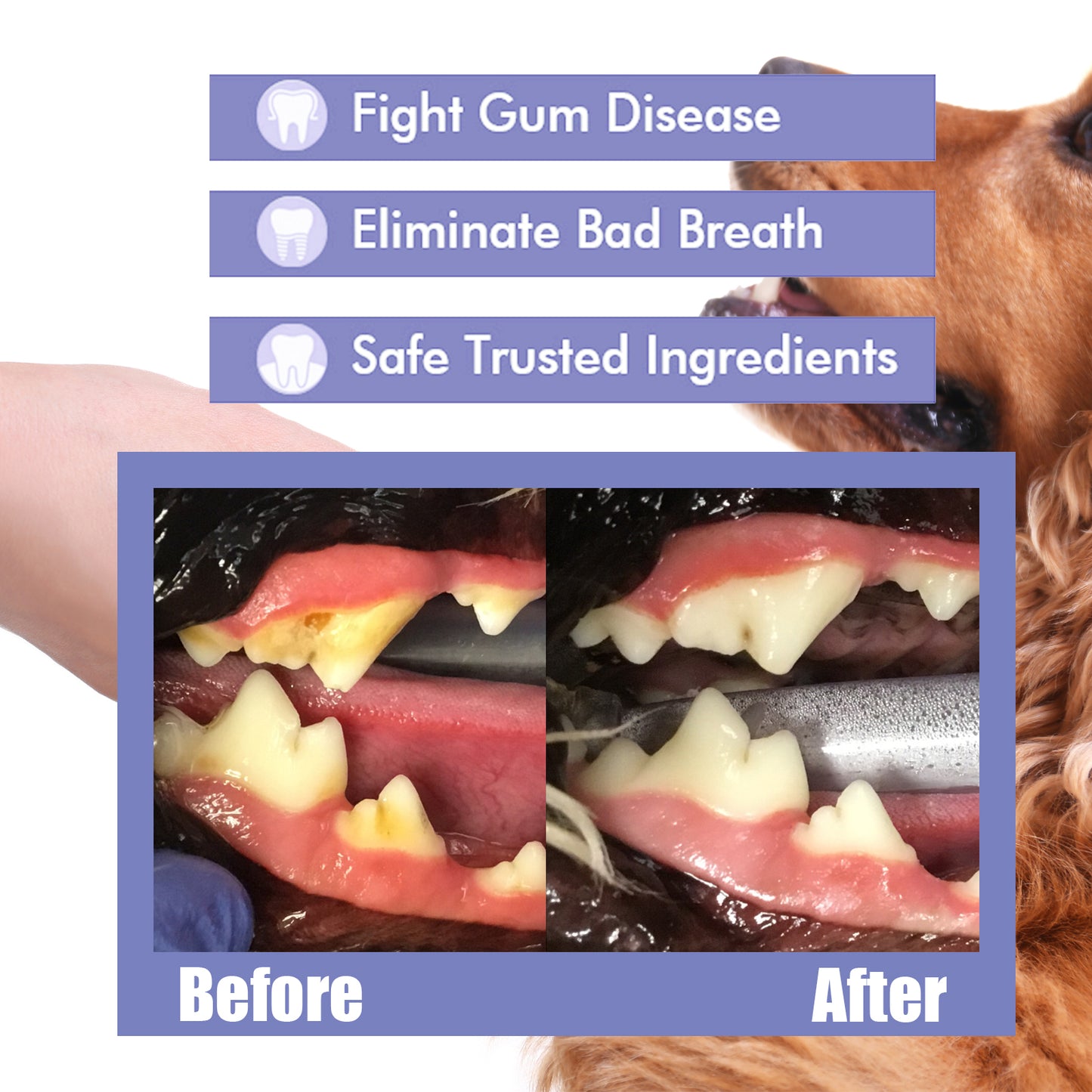 Cat and dog teeth cleaning ,remove tooth stains Fresh ,Pet oral care spray